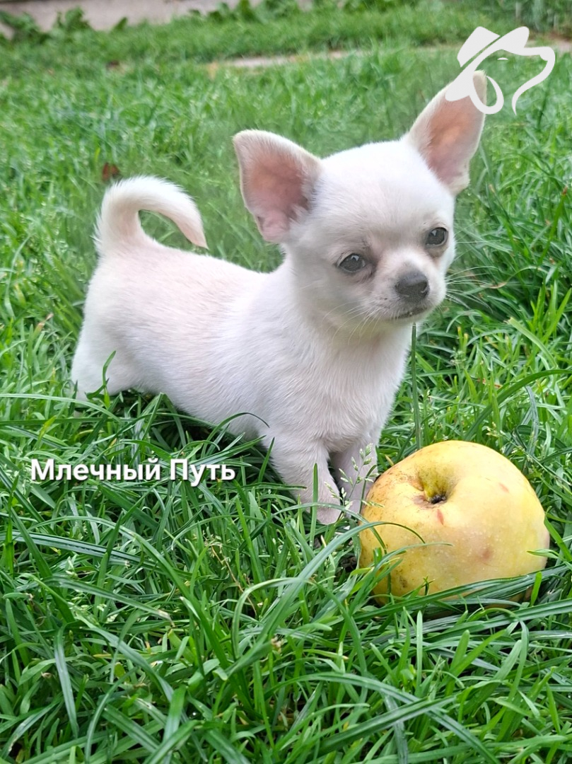 Обьявление № 31318