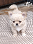 Обьявление № 31317